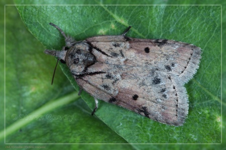 Oak Nycteoline (Nycteola revayana). Steve Covey